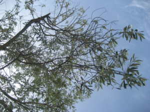 Olivenbaum auf Sardinien