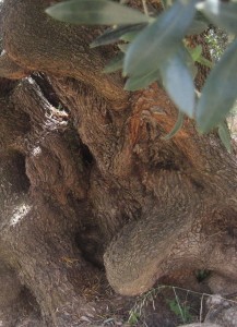 Alter Olivenbaum auf Sardinien